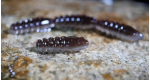 BROWN SILVER - UV COLOR