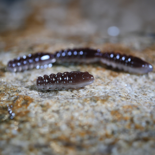 TROUT GRUB X 3 x 33 mm REDBASS - BROWN/SILVER