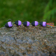 Black/Purple (105)