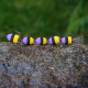 Purple/Black/Yellow (108)