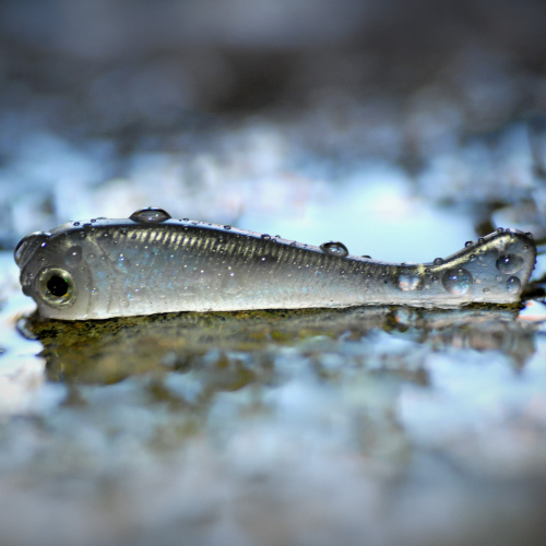 Mikrosmáček REDBASS SSF 1B - 40 mm - SSF 1B - 21B