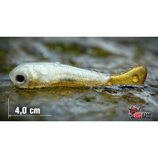 Mikrosmáček REDBASS SSF 1B Mikrosmáček REDBASS SSF 1B