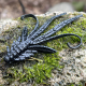 Dark Black