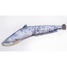 Polštář - Sumec velký - 62 cm