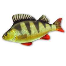 Polštář - OKOUN ŘÍČNÍ - 50 cm