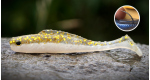 GOLD/SILVER GT