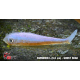 GHOST SHAD