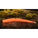 ORANGE WORM - UV COLOR