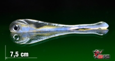 Smáček REDBASS HEFS