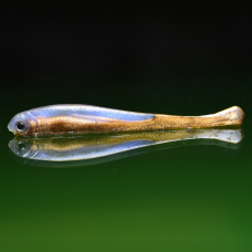 Smáček REDBASS SSF 3 - 77 mm