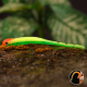 Fluo/Green RH - UV COLOR