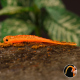 Orange G - UV COLOR