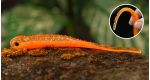 Orange G - UV COLOR