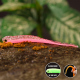 Pink G - UV COLOR