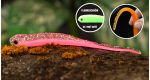 Pink G - UV COLOR