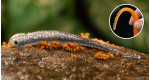 Super Natur