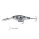 Gizzard Shad