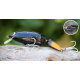 Color: FTFB