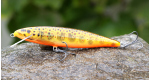 COLOR: OBT